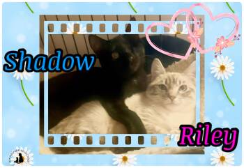 Domestic Short Hair Cats Available for Adoption in San Jose, California - Shadow & Riley - BONDED PAIR | PetCurious