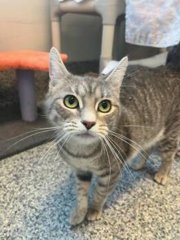 Domestic Short Hair Cats Available for Adoption in Manassas, Virginia - Gracie (ID 51349/1481) | PetCurious