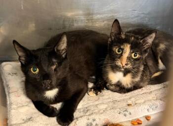 Domestic Short Hair Cats Available for Adoption in Ellicott City, Maryland - PopPop Bonded With Candy In Foster Care | PetCurious