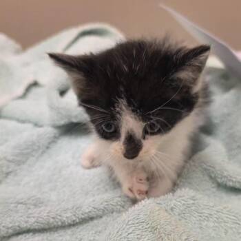 Butterfly -  Domestic Short Hair Cat for Adoption in Bristol, Indiana - Butterfly | PetCurious