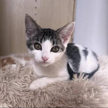 Avril LaBean -  Domestic Short Hair Cat for Adoption in Berkeley Springs, West Virginia - Avril LaBean | PetCurious