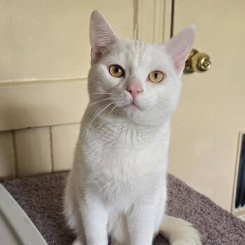 Caspar -  Domestic Short Hair Cat for Adoption in Guelph, Ontario - Caspar | PetCurious