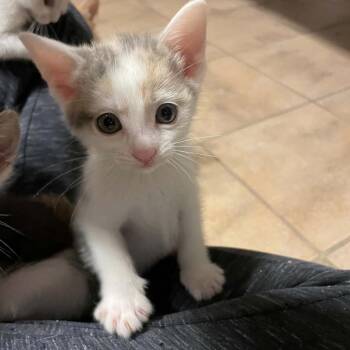 Fleetwood Mac -  Domestic Short Hair Cat for Adoption in Hemet, California - Fleetwood Mac | PetCurious