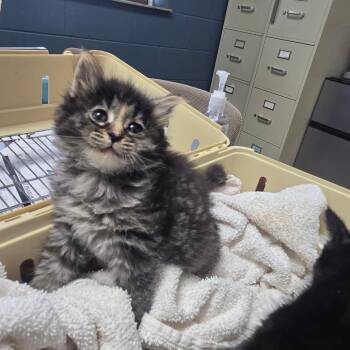Princess Vespa -  Domestic Long Hair Cat for Adoption in Bristol, Indiana - Princess Vespa | PetCurious