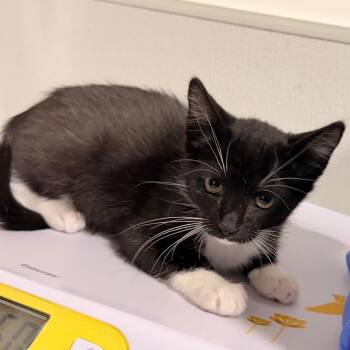Domino -  Domestic Short Hair Cat for Adoption in Tampa, Florida - Domino | PetCurious