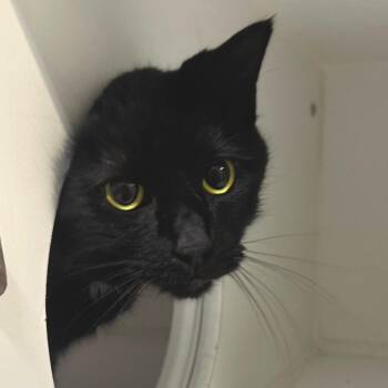 Eragon -  Domestic Short Hair Cat for Adoption in Dearborn, Michigan - Eragon | PetCurious