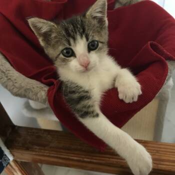 Rescue Domestic Short Hair Cats for Adoption in Bel Air, Maryland - Sylph | PetCurious