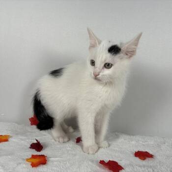 Spot -  Domestic Short Hair Cat for Adoption in Johnson City, Tennessee - Spot | PetCurious