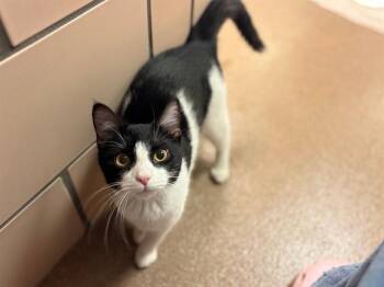 Domestic Long Hair Cats Available for Adoption in Fort Wayne, Indiana - CHERRI | PetCurious