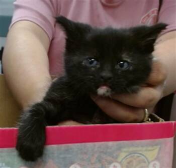 A474871 -  Domestic Short Hair Cat for Adoption in Oklahoma City, Oklahoma - A474871 | PetCurious