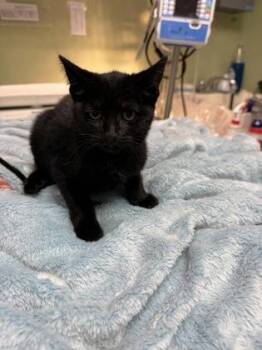 Croissant -  Domestic Short Hair Cat for Adoption in Georgetown, South Carolina - Croissant | PetCurious