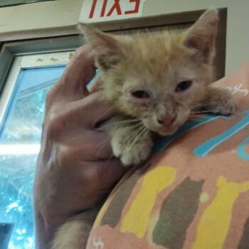 Cavalier -  Domestic Short Hair Cat for Adoption in Stephenville, Texas - Cavalier | PetCurious