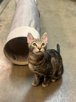 Cooper -  Tabby Cat for Adoption in Woodinville, Washington - Cooper | PetCurious