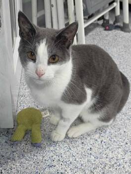 Havoc -  Domestic Short Hair Cat for Adoption in Colorado Springs, Colorado - Havoc | PetCurious