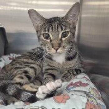 DELILAH -  Tabby Cat for Adoption in Henderson, Nevada - DELILAH | PetCurious