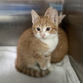 Plum -  Domestic Short Hair Cat for Adoption in Philadelphia, Pennsylvania - Plum | PetCurious