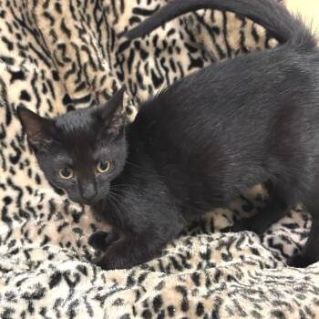 Strudel -  Domestic Short Hair Cat for Adoption in East Hampton, New York - Strudel | PetCurious