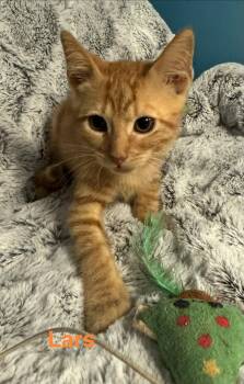 Lars -  Domestic Short Hair Cat for Adoption in Shrewsbury, Massachusetts - Lars | PetCurious