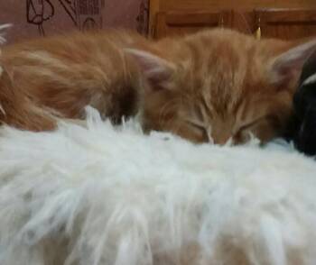 Rescue Domestic Short Hair Cats for Adoption - AMBER | PetCurious