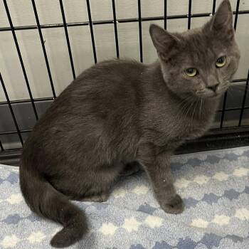 Domestic Short Hair Cats Available for Adoption in Buffalo, New York - Luffy | PetCurious