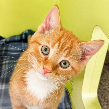 Slinky -  Domestic Short Hair Cat for Adoption in Pontiac, Michigan - Slinky | PetCurious