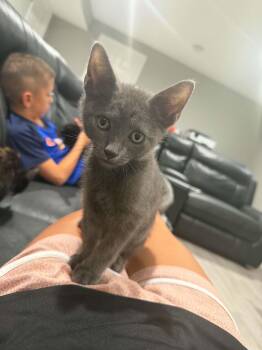 Bash -  Domestic Short Hair Cat for Adoption in Wading River, New York - Bash | PetCurious