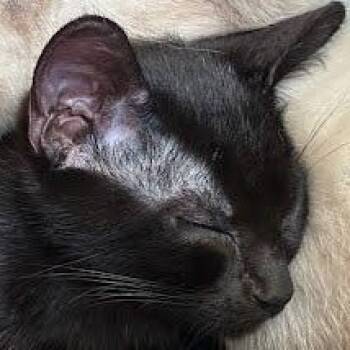 Domestic Long Hair and Domestic Short Hair Cats Available for Adoption in Sacramento, California - Curious George | PetCurious