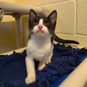 Dottie -  Domestic Short Hair Cat for Adoption - Dottie | PetCurious