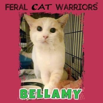 Bellamy -  Domestic Short Hair Cat for Adoption in Kingman, Arizona - Bellamy | PetCurious
