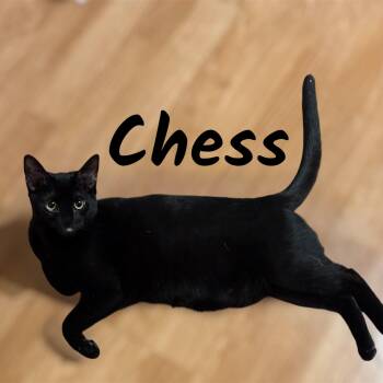 Chess (Bonded with Checkers) -  Domestic Short Hair Cat for Adoption in Auburn, California - Chess (Bonded With Checkers) | PetCurious