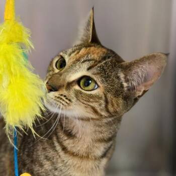 Rescue Domestic Short Hair Cats for Adoption in Vallejo, California - Ember | PetCurious