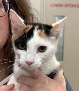 Boots Megee -  Domestic Short Hair Cat for Adoption in Fishers, Indiana - Boots Megee | PetCurious