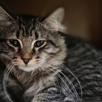 Cheerio -  Domestic Long Hair Cat for Adoption in Pittsford, Vermont - Cheerio | PetCurious