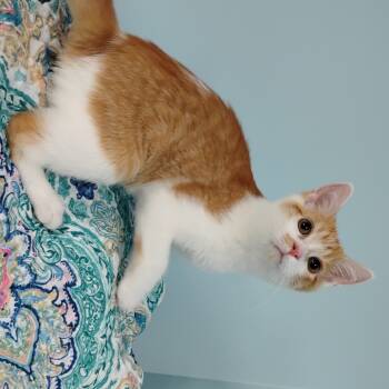 Rescue Domestic Short Hair Cats for Adoption in Decherd, Tennessee - Pilot | PetCurious