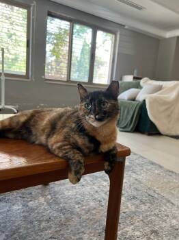Samah, the Forgiving and Kind Tortoiseshell -  Domestic Short Hair Cat for Adoption in Franklin Township, New Jersey - Samah, The Forgiving And Kind Tortoiseshell | PetCurious