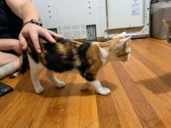 Tajun -  Calico Cat for Adoption in Miami, Oklahoma - Tajun | PetCurious