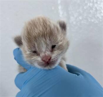 A596399 -  Domestic Short Hair Cat for Adoption in San Bernardino, California - A596399 | PetCurious