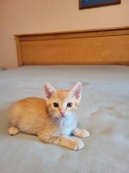94296a Simon -  Domestic Short Hair Cat for Adoption in North Charleston, South Carolina - 94296a Simon | PetCurious