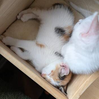 Little Red (Riding Hood) -  Domestic Short Hair Cat for Adoption in Woodstock, Virginia - Little Red (Riding Hood) | PetCurious