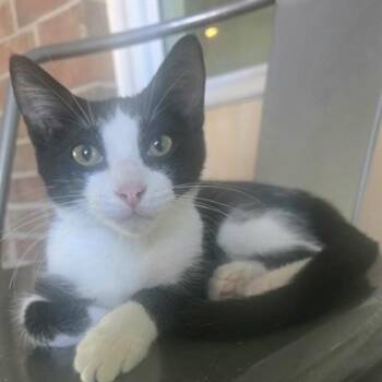 Surtur -  Domestic Short Hair Cat for Adoption in Warr Acres, Oklahoma - Surtur | PetCurious