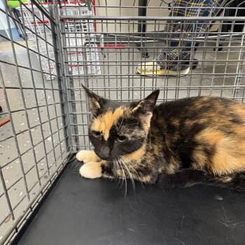 Fractious Skelly Belly -  Domestic Short Hair Cat for Adoption in Columbiana, Alabama - Fractious Skelly Belly | PetCurious