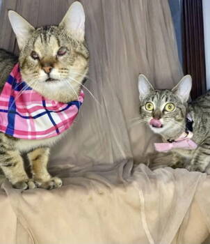 Rescue Domestic Short Hair Cats for Adoption in Plano, Texas - Missy | PetCurious