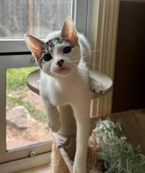 Domestic Short Hair and Tabby Cats Available for Adoption - Grasshopper Zapata | PetCurious