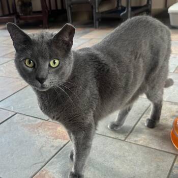 Rescue Domestic Short Hair Cats for Adoption in Capshaw, Alabama - HEATHCLIFF | PetCurious