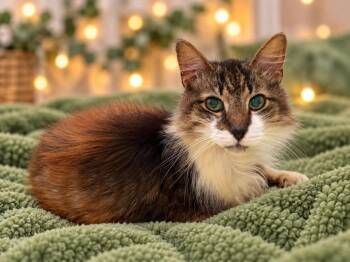 Manny -  Domestic Long Hair Cat for Adoption in Sebastian, Florida - Manny | PetCurious