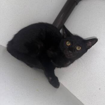 Ralphie -  Domestic Short Hair Cat for Adoption in New York, New York - Ralphie | PetCurious