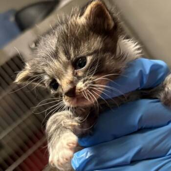 Snuggle -  Domestic Short Hair Cat for Adoption in Knoxville, Tennessee - Snuggle | PetCurious