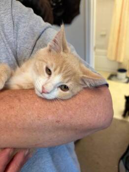Starsky -  Domestic Medium Hair Cat for Adoption in Heber City, Utah - Starsky | PetCurious