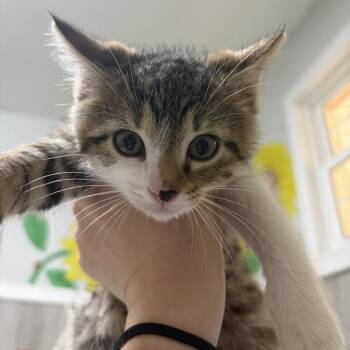 Finn -  Domestic Short Hair Cat for Adoption in Franklin, North Carolina - Finn | PetCurious