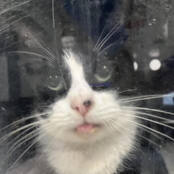Turkey -  Domestic Short Hair Cat for Adoption in Greenville, South Carolina - Turkey | PetCurious
